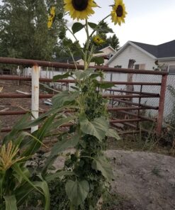 Mexican Miniature Watermelon 15 Seeds -Melothria scabra 21 8122d ethAL