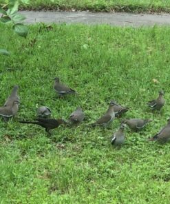 Perky-Pet 305 Holly Berry Gilded Chalet Wild Bird Feeder Gold 48 8123m 7Y3L