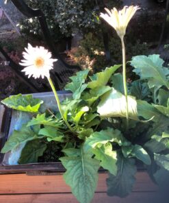 Outsidepride Gerbera Daisy Indoor House Plant or Flower Mix for Outdoor Containers, Pots, Planters, Beds - 100 Seeds 31 8127Y6cjwNL