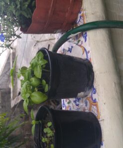 Culinary Herb Seeds Variety Pack - Outdoor & Indoor Herb Garden Kit - 10 Non-GMO Herb Garden Seeds for Planting & Book - Basil Seeds, Dill Seeds, Rosemary Seeds, Thyme Seeds, & More 39 8127wcGXXrL