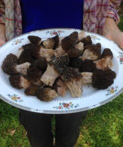 Backyard Morel Mushroom Growing Kit - MOREL HABITAT KIT ® 50 812BzECRV3L