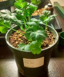 Survival Essentials Garden Heirloom Seed Vault, 100 Variety, Over 17,500 Vegetable, Fruit, and Herbs Seeds, Non-GMO, Non-Hybrid, Plus Free Microgreens Kit 41 812C18L8rML