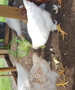 Ware Manufacturing Chick-N-Veggie Treat Ball 23 812Cq1WrS0L