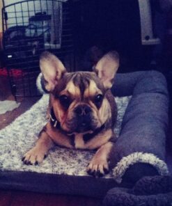 Petmate Ultra Vari Dog Kennel for Small to Medium Dogs (Durable, Heavy Duty Dog Travel Crate, Made with Recycled Materials, 28 in. Long) 25 to 30 lbs, Made in USA TAUPE/BLACK 28" 36 812DlQrSpSL