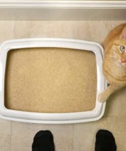 World's Best Cat Litter, Clumping Litter Formula, 28-Pounds 34 812DnEWR79L