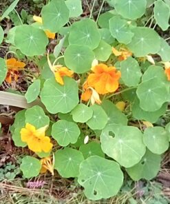 Seed Needs, 350+ Nasturtium Seeds for Planting - Jewel Mixture (Tropaeolum nanum) Non-GMO, Easy to Grow Mix, Attracts Pollinators - Bulk Bulk Pack (350 Seeds) 45 812Fi0IJvL