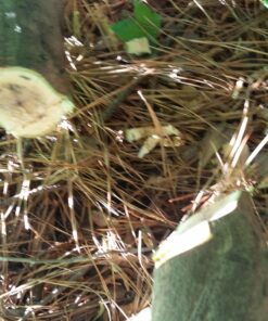 Whetstone Cutlery Full Tang Rubber Grip Machete with Sheath 14 812Gt aTBL