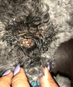 Healing Solutions 10ml Oils - Thuja Essential Oil - 0.33 Fluid Ounces 0.33 Fl Oz (Pack of 1) 29 812He3ce01L