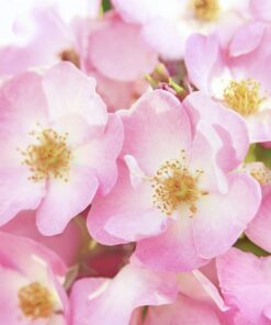 Weleda Wild Rose Pampering Body Lotion - 6.8 Oz, 6.8 Ounces 6.8 Fl Oz (Pack of 1) 13 812JrHy4KL