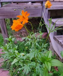 Alternative view of Espoma Organic Seed Starter Premium Potting Soil Mix - All Natural & Organic Seed Starting Mix with Mycorrhizae. for Organic Gardening, 8 qt, Pack of 1