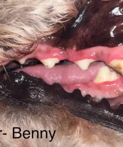 Vet’s Best Enzymatic Dog Toothpaste | Teeth Cleaning and Fresh Breath Dental Care Gel | Vet Formulated | 3.5 Ounces 1 Count 36 812Ns6Ph0aL