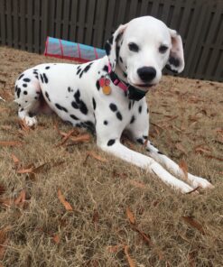 PetSafe Gentle Spray Bark Collar for Dogs, Citronella, Anti-Bark Device, Water Resistant,black and sliver,Adjustable Original 24 812Q32ftPaL