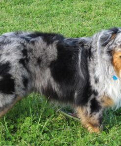 Oster Equine Care Series Mane & Tail Horse Brush, Blue (078399-140-001) 0 13 812R3kTfemL