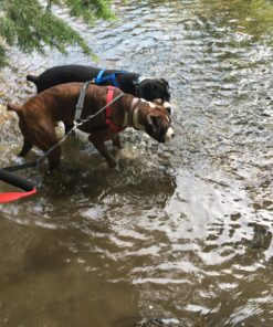 Leashboss Extra Long Double Dog Leash Coupler for Large Dogs - 16-28 Inches - Adjustable 1 Inch Heavy Duty Nylon Leash Splitter for Large Dogs (1 Inch Wide x 16-28 Inches, Black) 16-28 Inch 31 812SLptsDPL