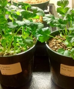 Survival Essentials Garden Heirloom Seed Vault, 100 Variety, Over 17,500 Vegetable, Fruit, and Herbs Seeds, Non-GMO, Non-Hybrid, Plus Free Microgreens Kit 42 812TSvSK7L