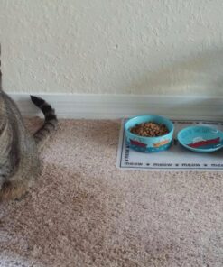 Meow Mix Tender Favorites Wet Cat Food, Poultry & Beef Variety Pack, 2.75 Ounce (Pack of 24) (Packaging May Vary) Variety Pack: Poultry & Beef 2.75 Ounce (Pack of 24) 43 812Z43vNj9L