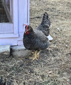 Safe1.1LB Mult Dewormer 8 812ZP5H riL