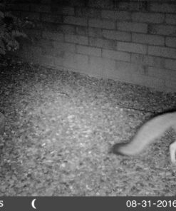 Predator Guard Solar Powered Predator Deterrent LED Light - Scares & Deters Nocturnal Animals Away, Built to Repel Coyote, Fox, Skunk, Bear, Racoon & Wild Creatures - Protect Your Property! 1 38 812cCHFE1bL