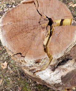 Fiskars IsoCore 8lb. Wood Splitting Maul - 36" Shock Control SoftGrip Handle - Wood Splitter Tool and Maul for Splitting Wedge - Black/Orange Pro IsoCore 8lb Maul 36 812cvZ1L L