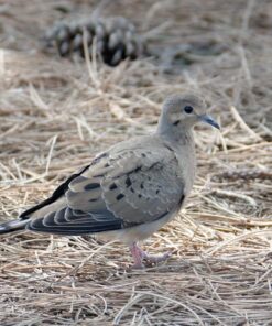 Nikon AF-P NIKKOR 70-300mm f/4.5-5.6E ED VR Fixed Zoom Digital Slr Camera Lens, Black 59 812jQqvH5DL