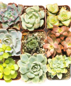 Succulent Assorted Pack- Perfect for Weddings, Party Favors, Home Gardens, and Social Events by Jiimz (15 Pack) 50 812judzS9SL