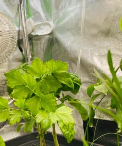 Hurricane Fans - Classic 6 Inch Clip Fan - Portable Fan with Strong Clamp, Two Speed Settings, and Adjustable Tilt Mechanism, White - Great Work Fan, School Fan, Desk Fan, Greenhouse Fan 6" Classic 32 812mVDI1iL