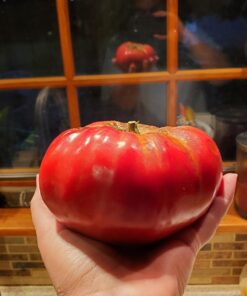 Burpee SteakHouse Hybrid Non-GMO Large Beefsteak Garden Produces Giant 3 LB Fresh Tomatoes | Vegetable Planting, 25 Seeds 45 812qHrWpdAL