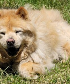 Dentalife DentaLife Made in USA Facilities Small/Medium Dog Dental Chews, Daily - (2) 47 ct. Pouches 94 Treats Total 25 812qPBPhEkL