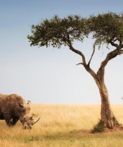 Sigma 150-600mm 5-6.3 Sports DG OS HSM Lens for Canon Canon SLR Mount US Version 127 812tvMgpknL