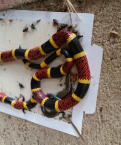 Tomcat Glue Boards (Captures Mice and Other Household Pests, Eugenol Formula, 4-Pack) 29 812uNgs7A6L