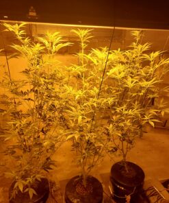 HTG Supply Bubble Brothers DWC Hydroponic System - 6-Site Classic 18 812vgkFX54L