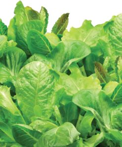 AeroGarden Salad Greens Mix Seed Pod Kit, 7 pod 25 812wOuPIIEL 1