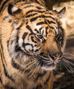 Sigma 150-600mm 5-6.3 Sports DG OS HSM Lens for Canon Canon SLR Mount US Version 114 812zPRFPE2L