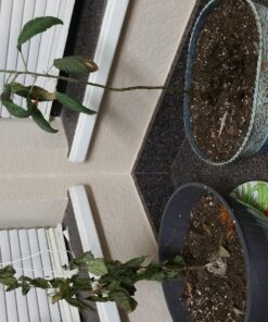 Quick Clone Gel - Most Advanced Cloning Gel for Faster, Healthier, Stronger Rooting Clones. (75mL) 19 8130HehWwRL