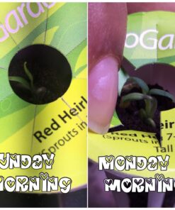 AeroGarden Salsa Garden Seed Pod Kit, 7 40 8131OxWKHeL