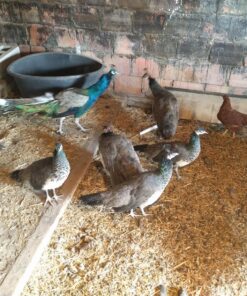 Prairie's Choice Non-GMO Backyard Chicken Feed - Grower Formula, 25lbs 14 8131v9ZUQSL