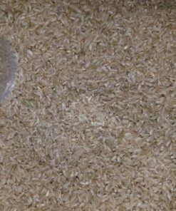 Nishiki Premium Brown Rice, 15-Pounds Bag 15 Pound (Pack of 1) 27 8136lrlBp5L