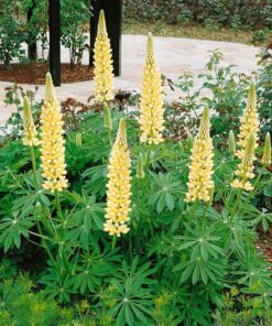 Outsidepride Yellow Lupine Chandelier Wild Flowers - 500 Seeds 14 813C84vTpiL