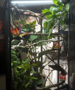 Zoo Med ReptiBreeze Open Air Screen Cage, Extra Large, 24 x 24 x 48-Inches 49 813E4IjgYnL