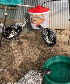 Farm Innovators HB-60P Thermostatically Controlled Heated 2 Gallon Plastic Outdoor Year Round Poultry Chicken Water Bucket Drinker, White/Red Single 24 813KJzXSmPL