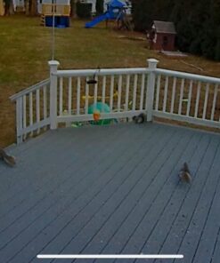 Audubon Park 12243 Critter Crunch Wild Bird and Critter Food, 15-Pounds 30 813LLHzkgOL