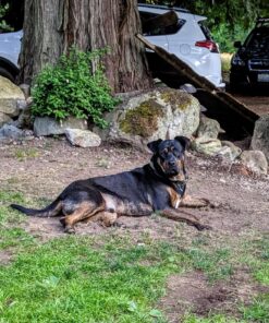 Zodiac Flea & Tick Powder for Dogs, Puppies, Cats & Kittens beige Small 19 813M3Jf7bL