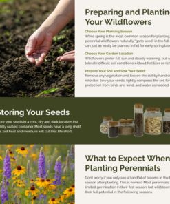 Eden Brothers All Perennial Wildflower Mixed Seeds for Planting, 1/4 lb, 120,000+ Seeds with Lupine, Shasta Daisy | Attracts Pollinators, Plant in Spring or Fall, Zones 3, 4, 5, 6, 7, 8, 9, 10 1/4 Pound 36 813MJ2wjOL