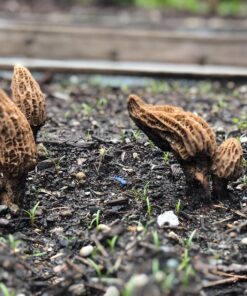 Backyard Morel Mushroom Growing Kit - MOREL HABITAT KIT ® 44 813SGMaNyXL