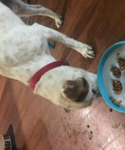 PAW5 Rock 'N Bowl Puzzle Feeder Dog Bowl - Fun Interactive Enrichment Dog Dish - Slow Feeder for Dogs - Stops Bloating - BPA and Phthalate-Free Plastic Made in The USA 18 813TVwAT91L