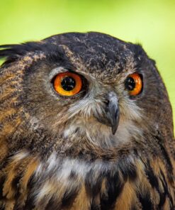 Tamron SP 150-600mm F/5-6.3 Di VC USD G2 for Nikon Digital SLR Cameras 60 813U1ulN6nL