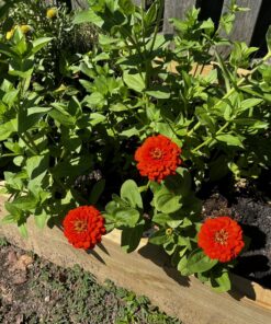Outsidepride Zinnia Elegans Lilliput Heat & Drought Tolerant Garden Cut Flower Mix - 1000 Seeds Lilliput Mix 64 813UlgtGCeL
