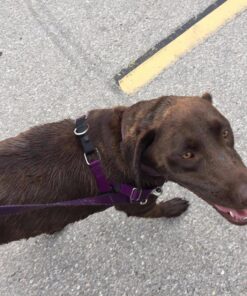 PetSafe Outdoor Ultrasonic Bark Control - Viral on TikTok - No Barking Deterrent for All Dog Sizes - Up to 1/4 Acre Coverage - Weatherproof - Great for Backyards - Bird House Design Standard 25 813Uy10McwL