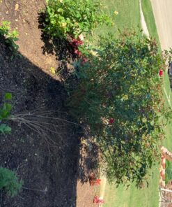 Maxicrop Liquid Seaweed (Kelp Extract, 32 Oz 34 813ZFU5FRsL