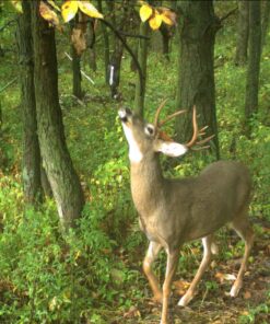 Wildlife Research Center Scrape Active-Scrape Combo 19 813aLVPqfeL